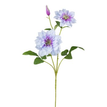 Clematis, 71cm, lavendel