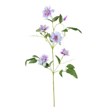 Clematis, 109 cm