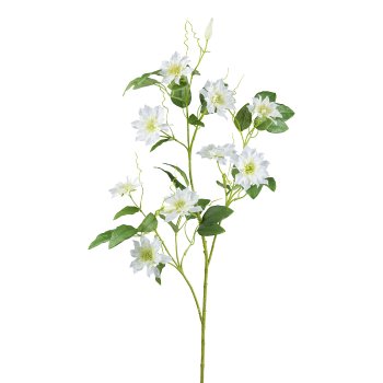 Clematis, 114cm, weiß