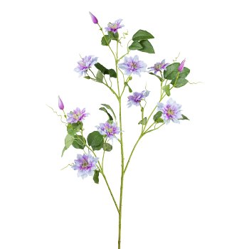 Clematis, 114cm, lavendel