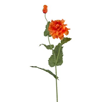 Mohn, 110cm, orange