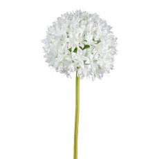 Allium, 89cm, white