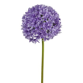 Allium, 89cm, lilac