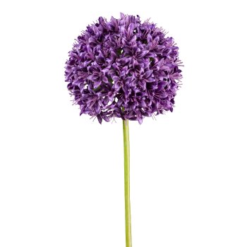 Allium, 89cm, purple