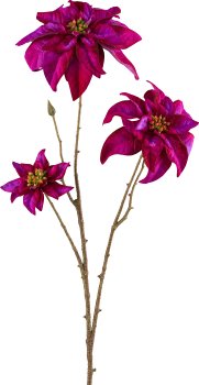 Poinsettia, 67cm, amethyst