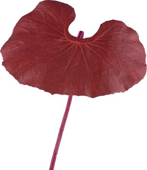 Ligularienblatt, 89cm, ziegel
