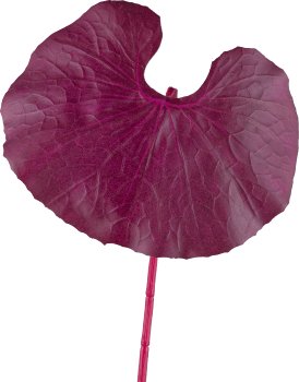 Ligularienblatt, 89cm, aubergine