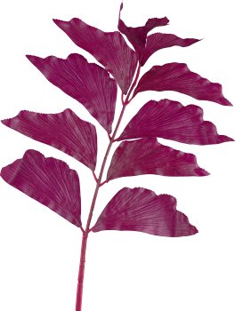 Caryota, 82cm, aubergine