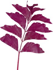 Caryota, 82cm, aubergine