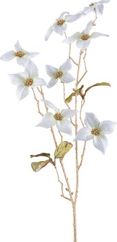 Cornus, 68cm, white