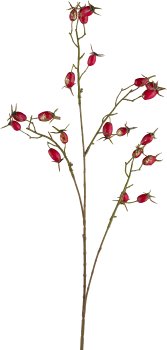 Hagebutte, 77cm, rot