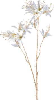 Monarda, 80cm, white