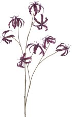 Gloriosa, 110cm, amerhyst