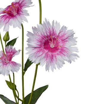 Lichtnelke, 66cm, rosa