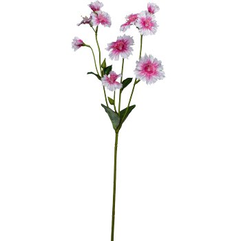 Lichtnelke, 66cm, rosa