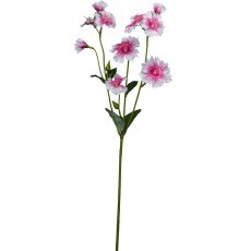 Lichtnelke, 66cm, rosa