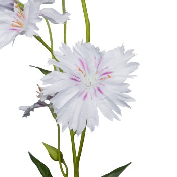 Campion, 66cm, light pink