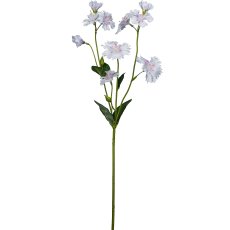 Lichtnelke, 66cm, hellrosa