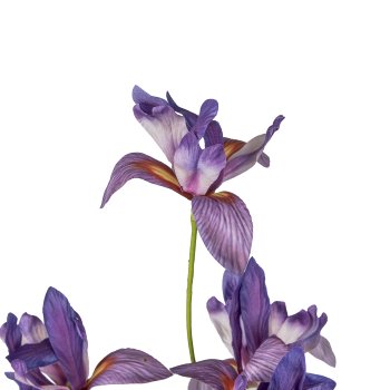 Miniiris, 105cm, lila