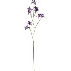 Miniiris, 105cm, lila