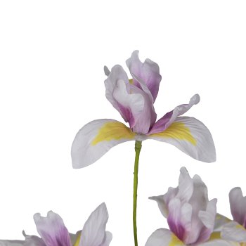 Mini iris, 105cm, light lilac
