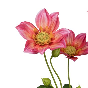 Dahlie, 67cm, pink