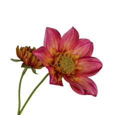 Dahlie, 107cm, pink