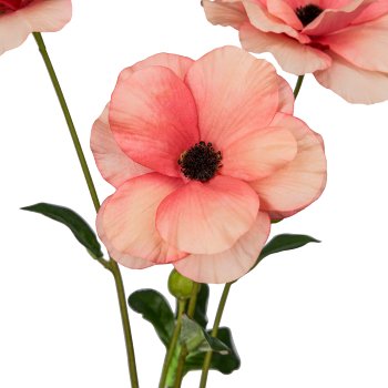 Ranunculus, 67cm, apricot