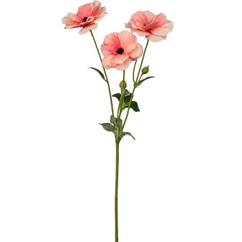 Ranunculus, 67cm, apricot
