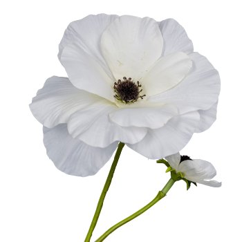 Ranunculus, 103cm, white