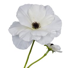 Ranunculus, 103cm, white