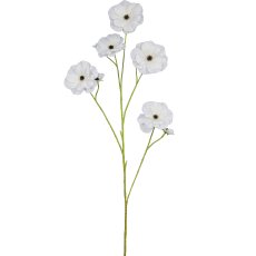 Ranunculus, 103cm, white