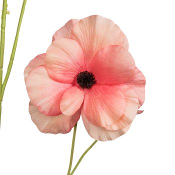 Ranunculus, 103cm, apricot