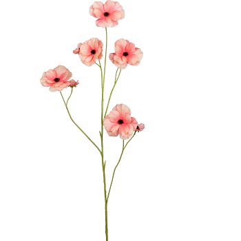 Ranunculus, 103cm, apricot