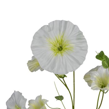 Morning glory, 107cm, white