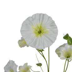 Morning glory, 107cm, white