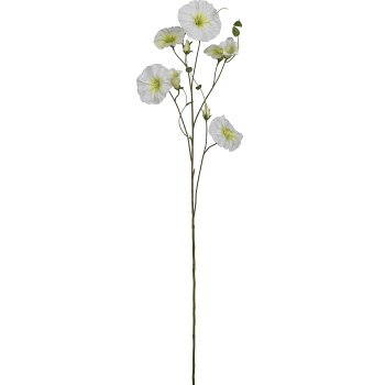 Morning glory, 107cm, white