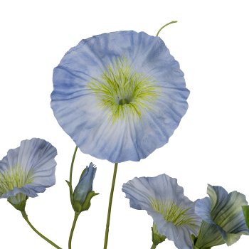 Prunkwinde, 107cm, hellblau