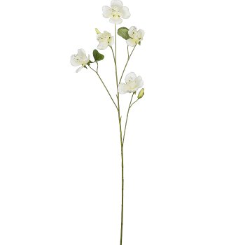 Bauhinia, 108cm, white