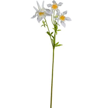 Akelei, 67cm, weiß