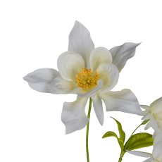 Akelei, 104cm, weiß