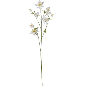Akelei, 104cm, weiß