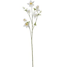 Akelei, 104cm, weiß