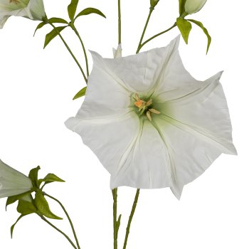 Datura, 113cm, weiß