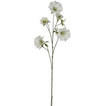 Datura, 113cm, weiß