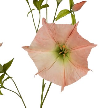 Datura, 113cm, apricot