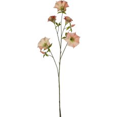 Datura, 113cm, apricot