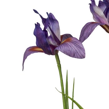 Miniiris mit Gras, 71cm, lila