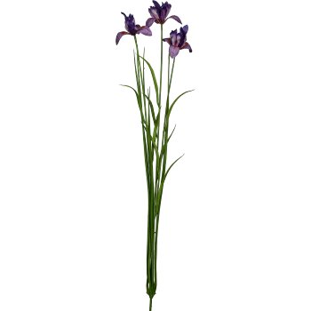 Miniiris mit Gras, 71cm, lila