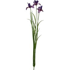 Miniiris mit Gras, 71cm, lila